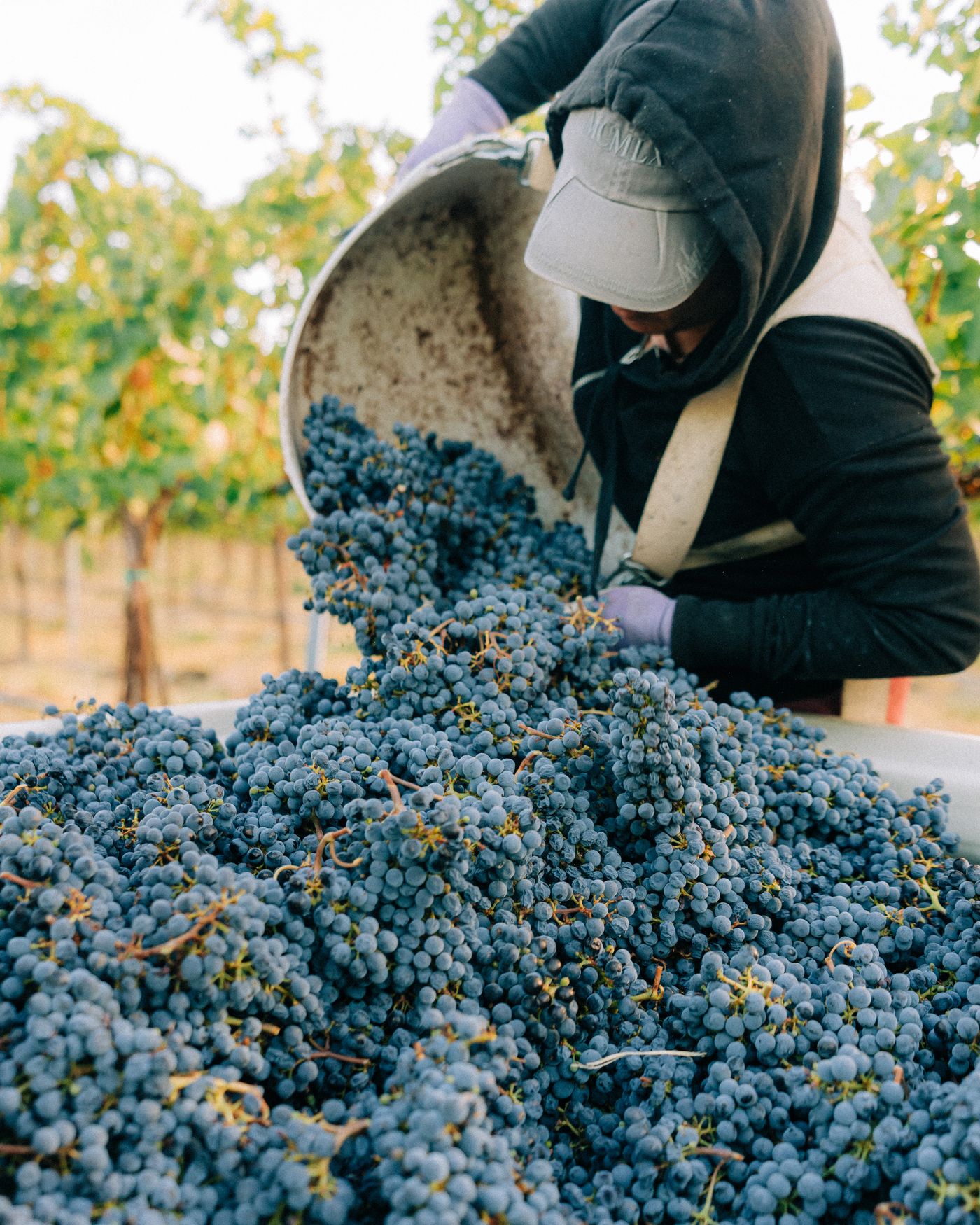 A crew member tipping a bucket of grapes into the bin at harvest, 2025